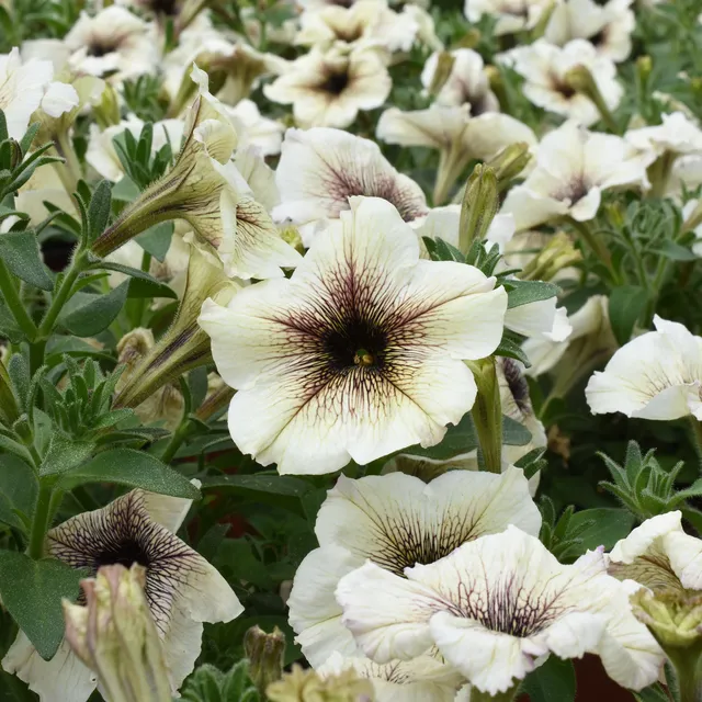 Bakker Pétunia à cœur marron pot Ø10.5cm blanc