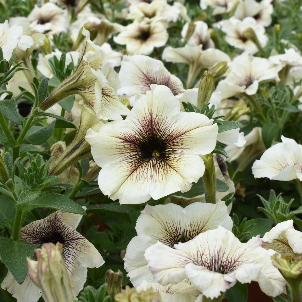 Bakker Pétunia à cœur marron pot Ø10.5cm blanc