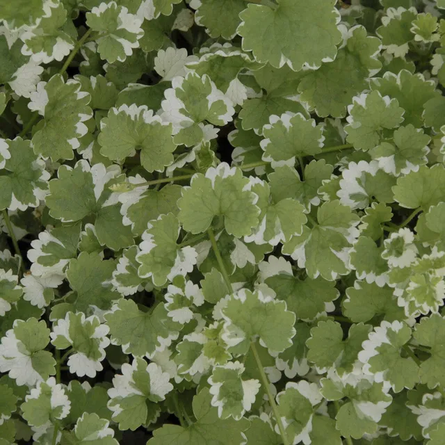 Bakker Lierre terrestre panaché couvre-sol pot Ø 9 cm mi-ombre
