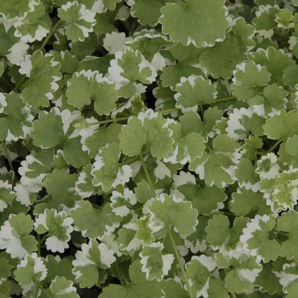 Bakker Lierre terrestre panaché couvre-sol pot Ø 9 cm mi-ombre