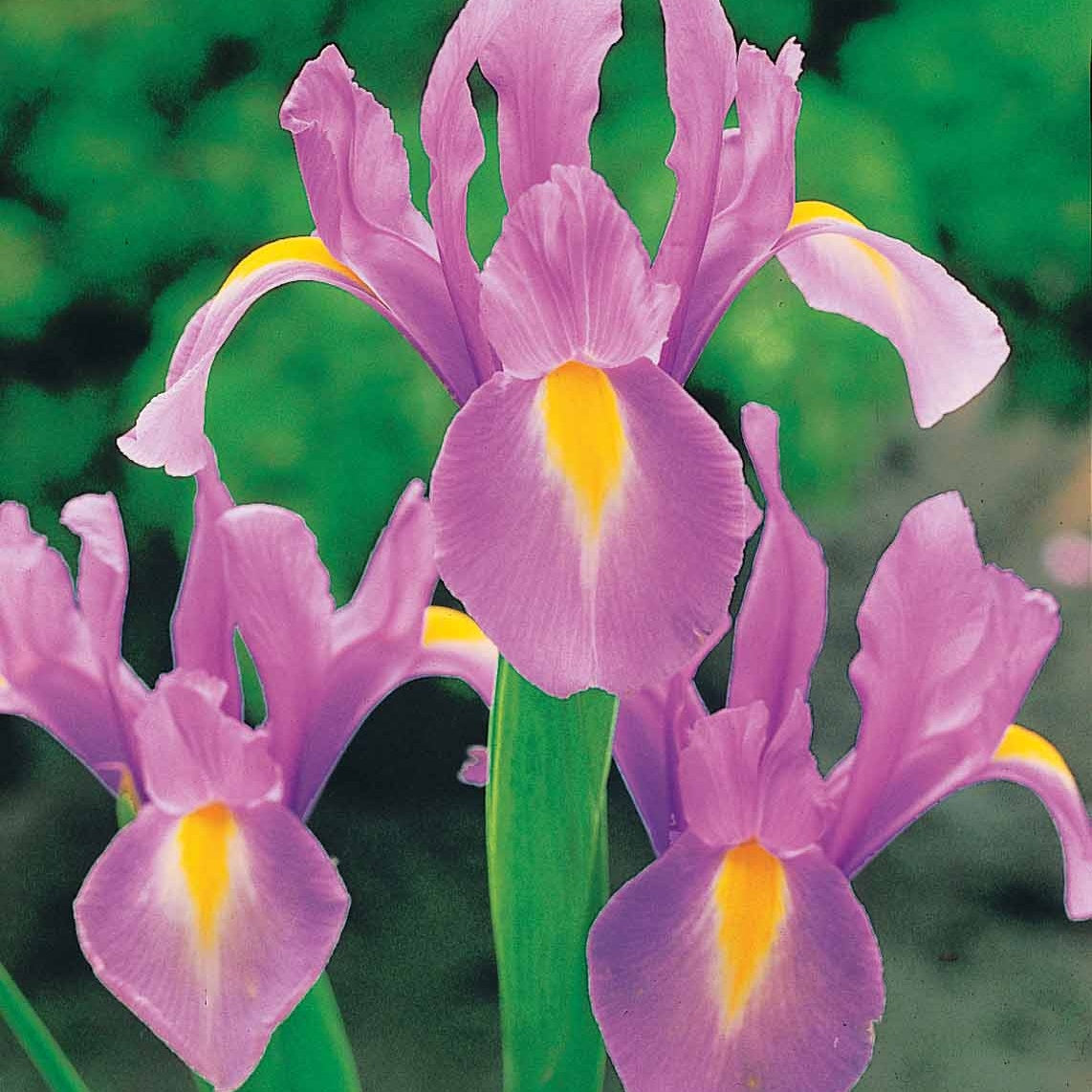 Bakker Bulbes à fleurs Iris de Hollande mélange bulbes sachet 40