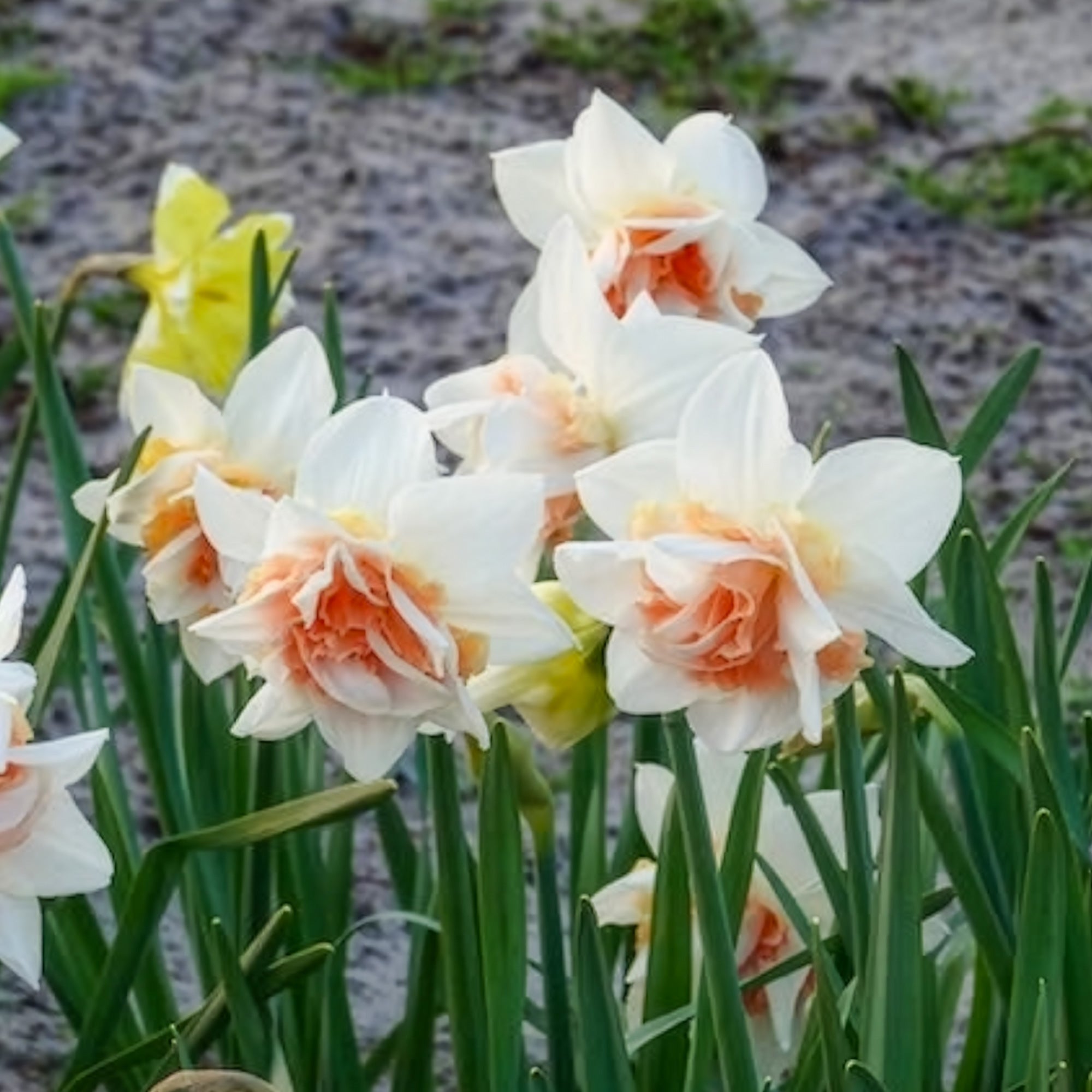 Bakker Narcisse Replete double blanc rose sachet 10 bulbes