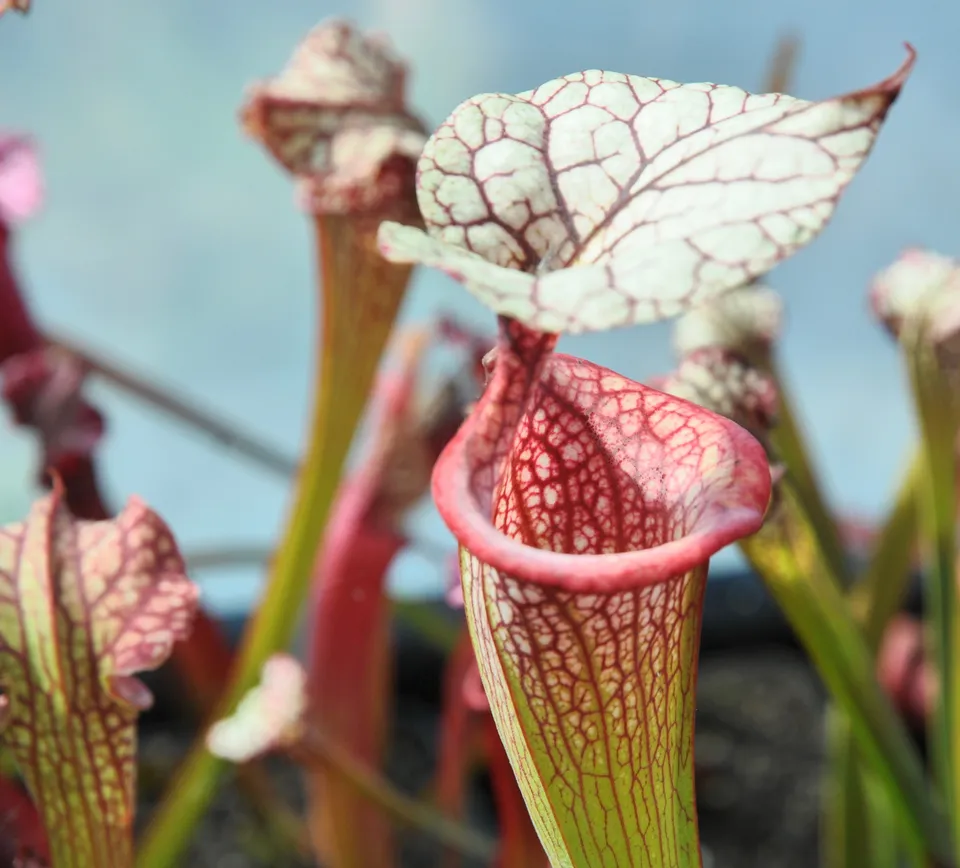 Carniflore Sarracenia Adrian Slack plante carnivore 1 point