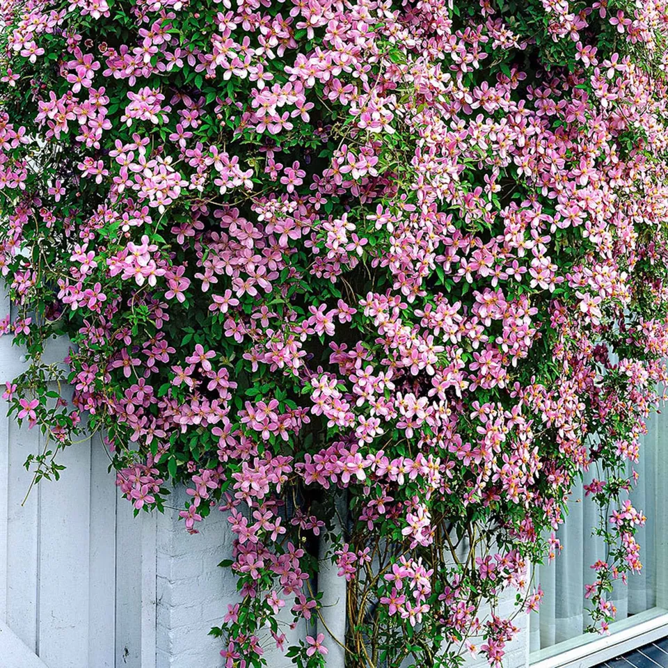 Bakker Clématite Montana Rubens pot 2L rose grimpante