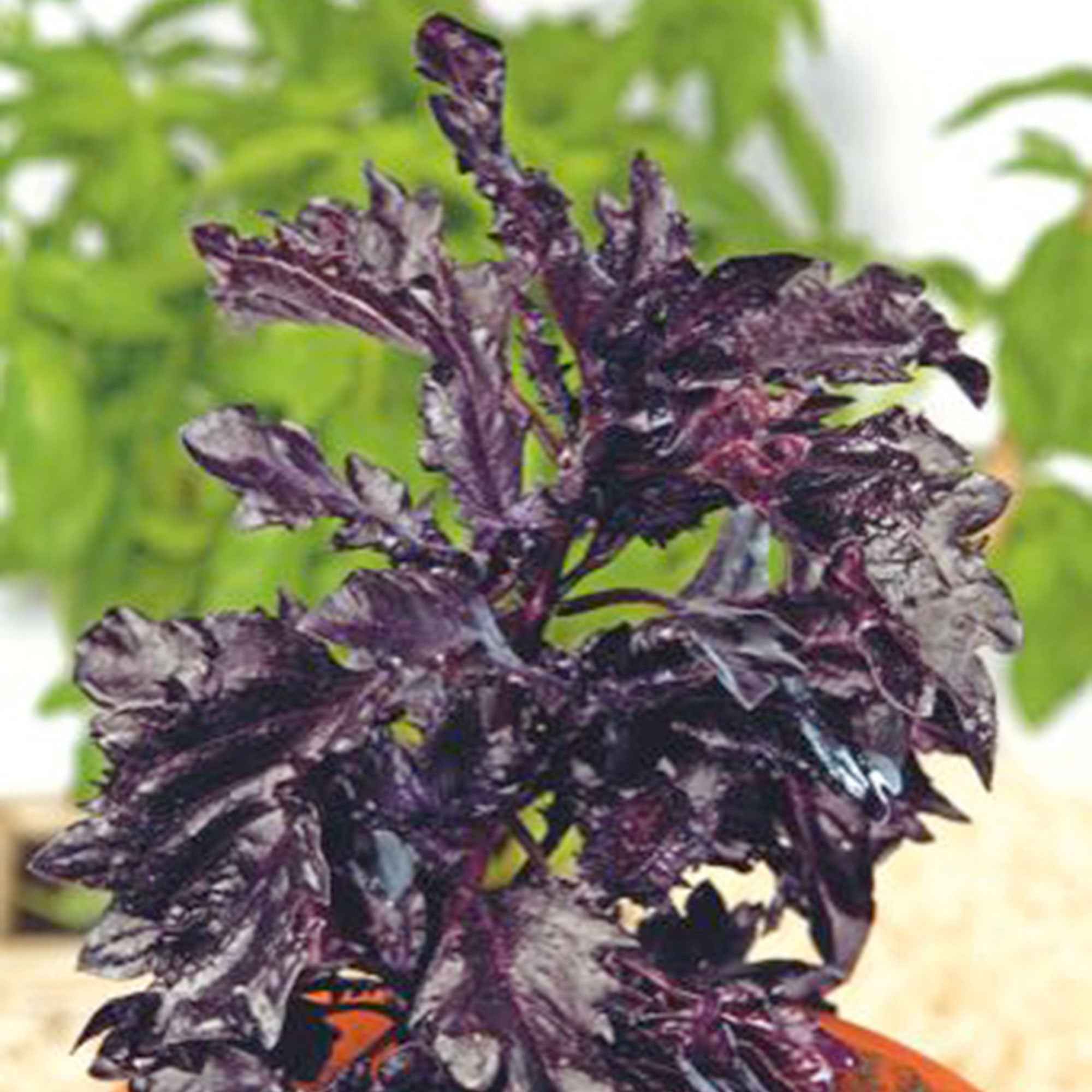 Bakker Basilic pourpre Purple Ruffles graines sachet 0,3g violet