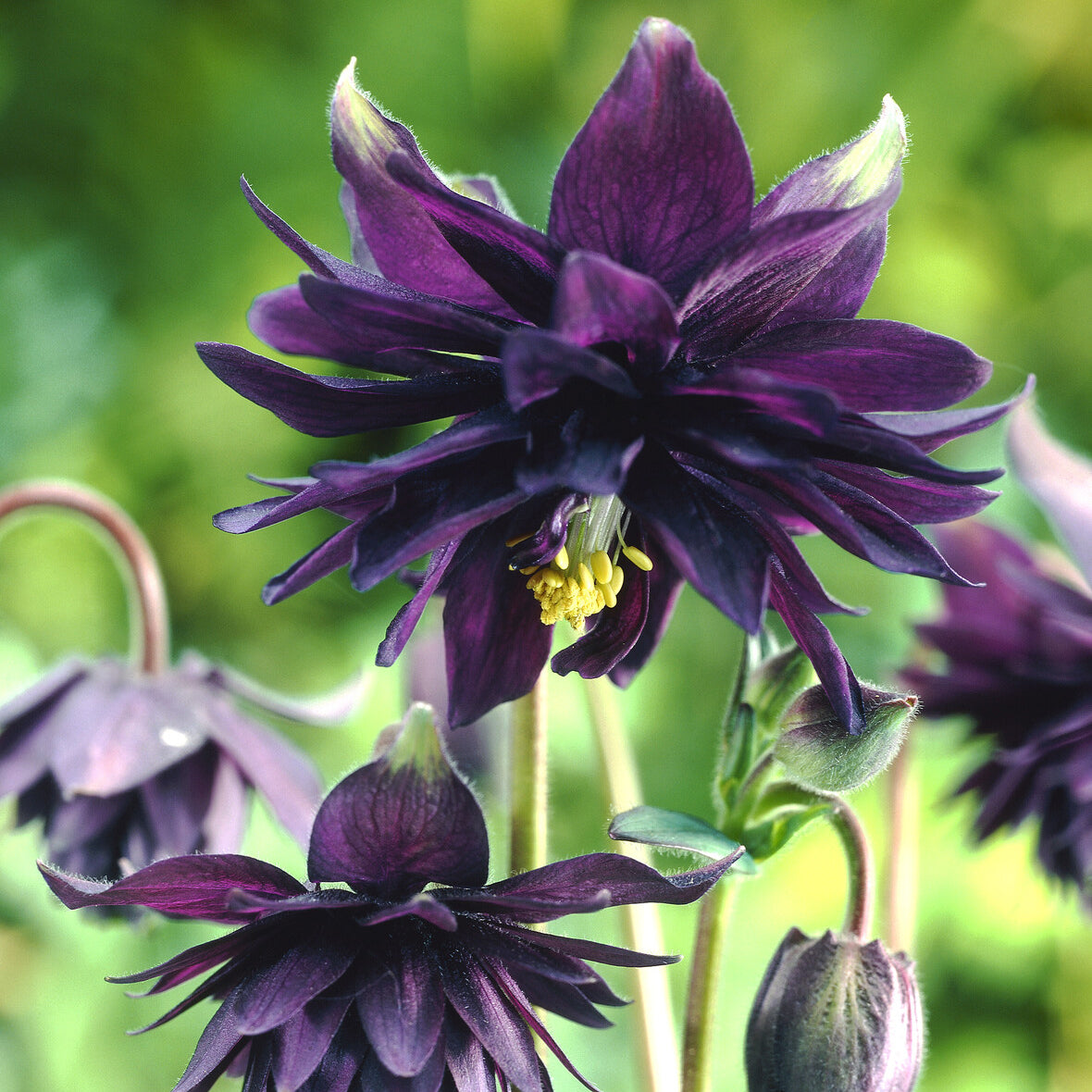 Bakker Ancolie Black Barlow plante vivace pot 9cm violet