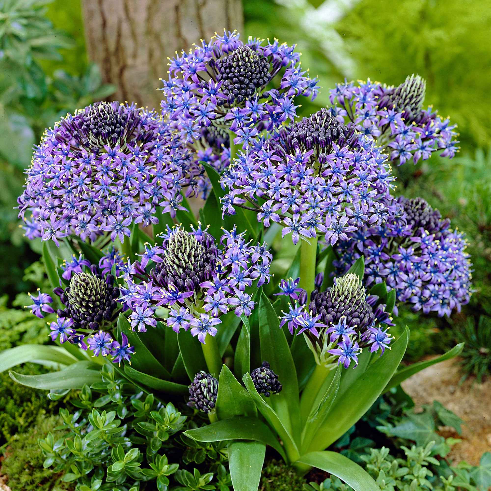 Bakker Scille du Pérou Scilla bulbe violet 2 bulbes 16-18cm