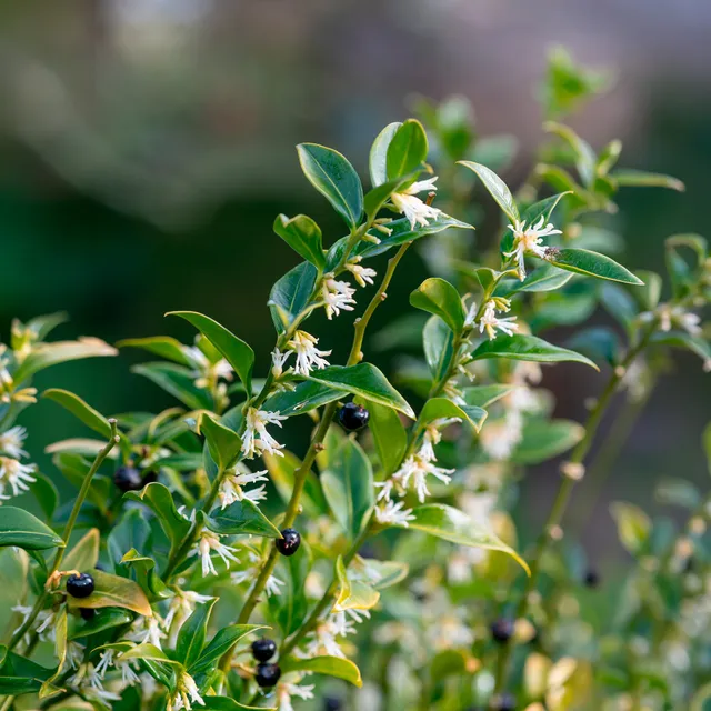 Bakker Sarcocoque Sarcococca arbuste d'ombre parfumé 4,5 L