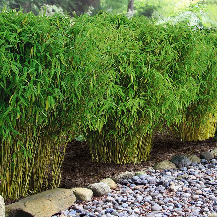 Bakker Bambou de haie non-traçant pot 2L 40-50 cm