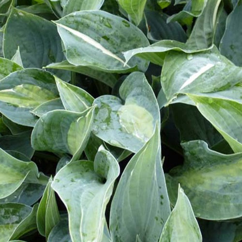 Bakker Hosta Kiwi Full Monty vivace pot Ø 9cm panaché