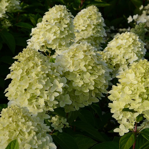 Bakker Hortensia Magical Candle paniculé pot 3 L crème rose
