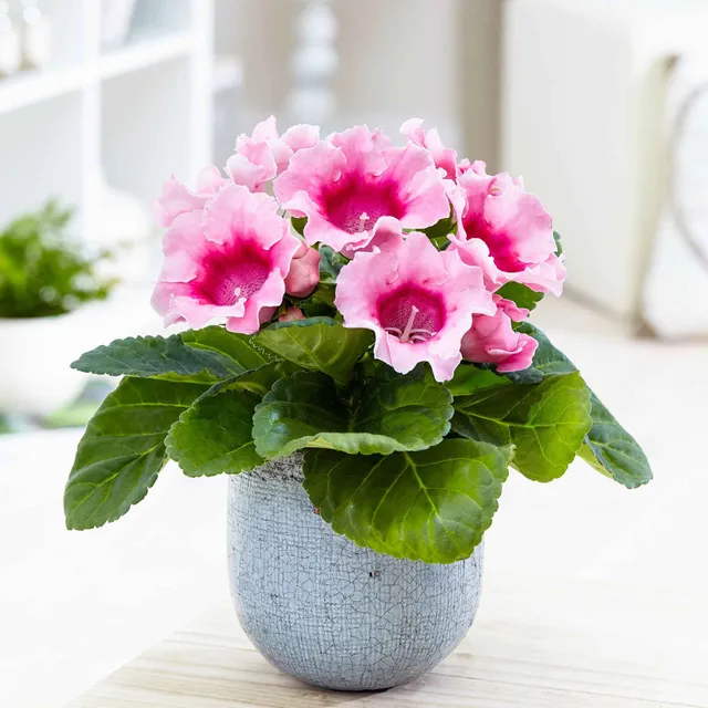 Bakker Gloxinia des fleuristes plante d'intérieur pot Ø12cm rose