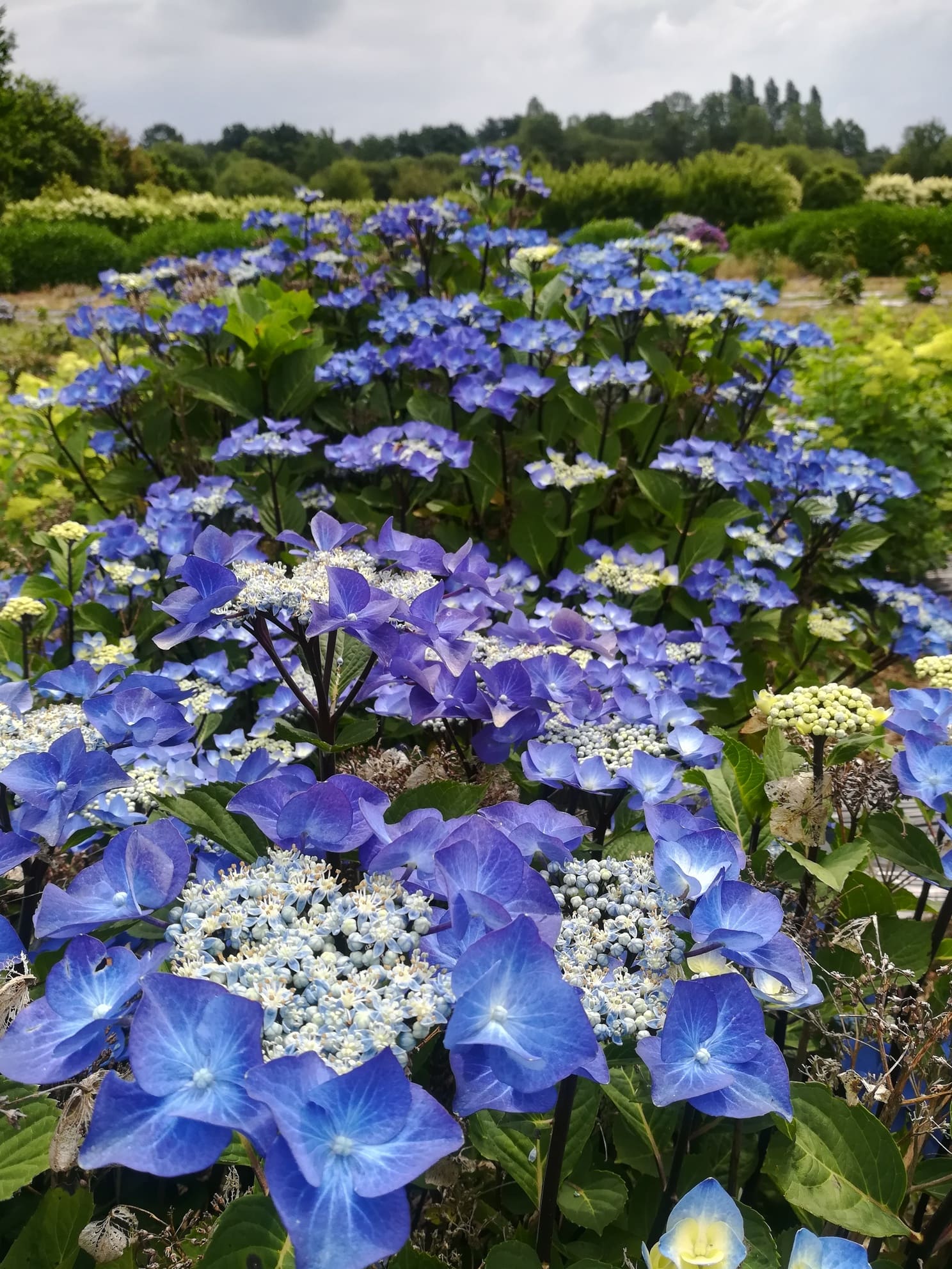 Les Hortensias du Haut Bois Zorro hortensia macrophylla fleurs plates