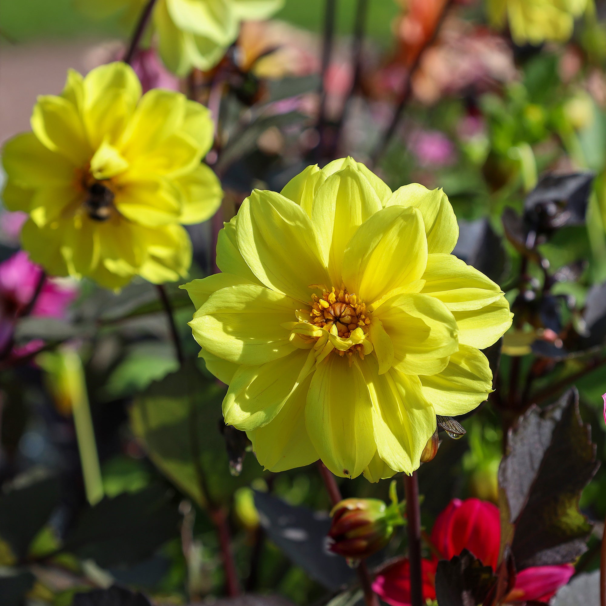 Bakker Dahlia jaune pot Ø10,5cm 120cm