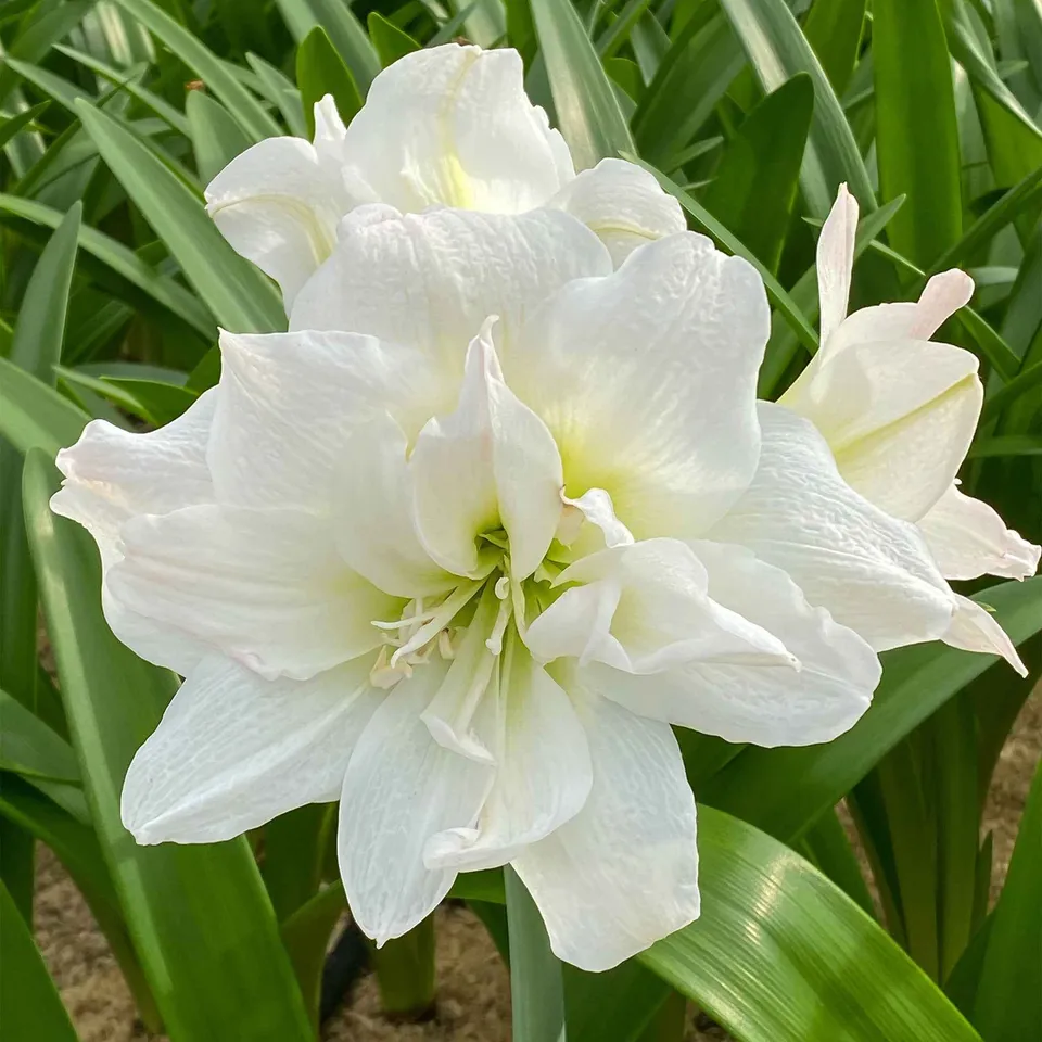 Bakker White Nymph amaryllis bulbe 26cm+ blanc double