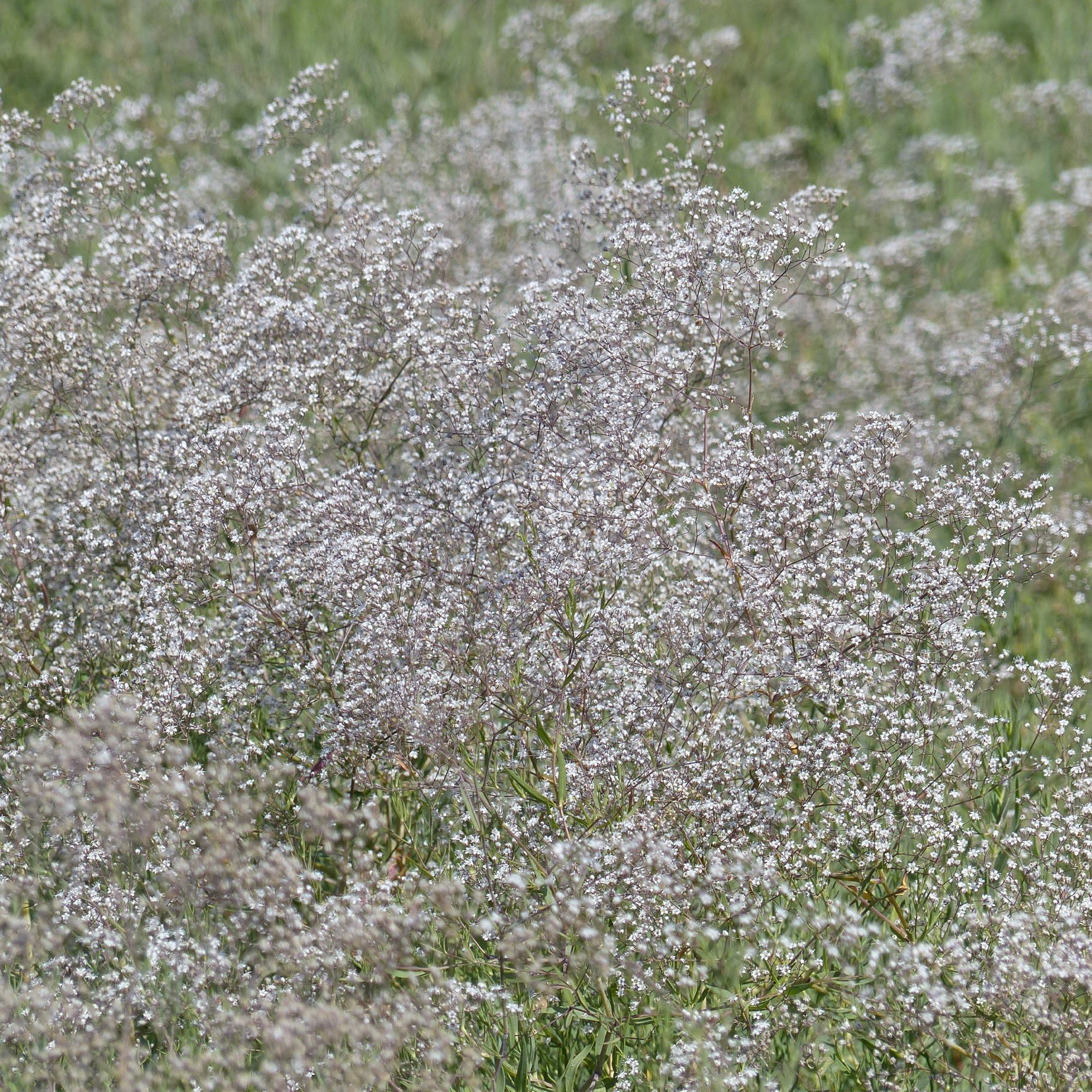 Bakker Oeillet d'amour gypsophile sachet 400 graines blanc