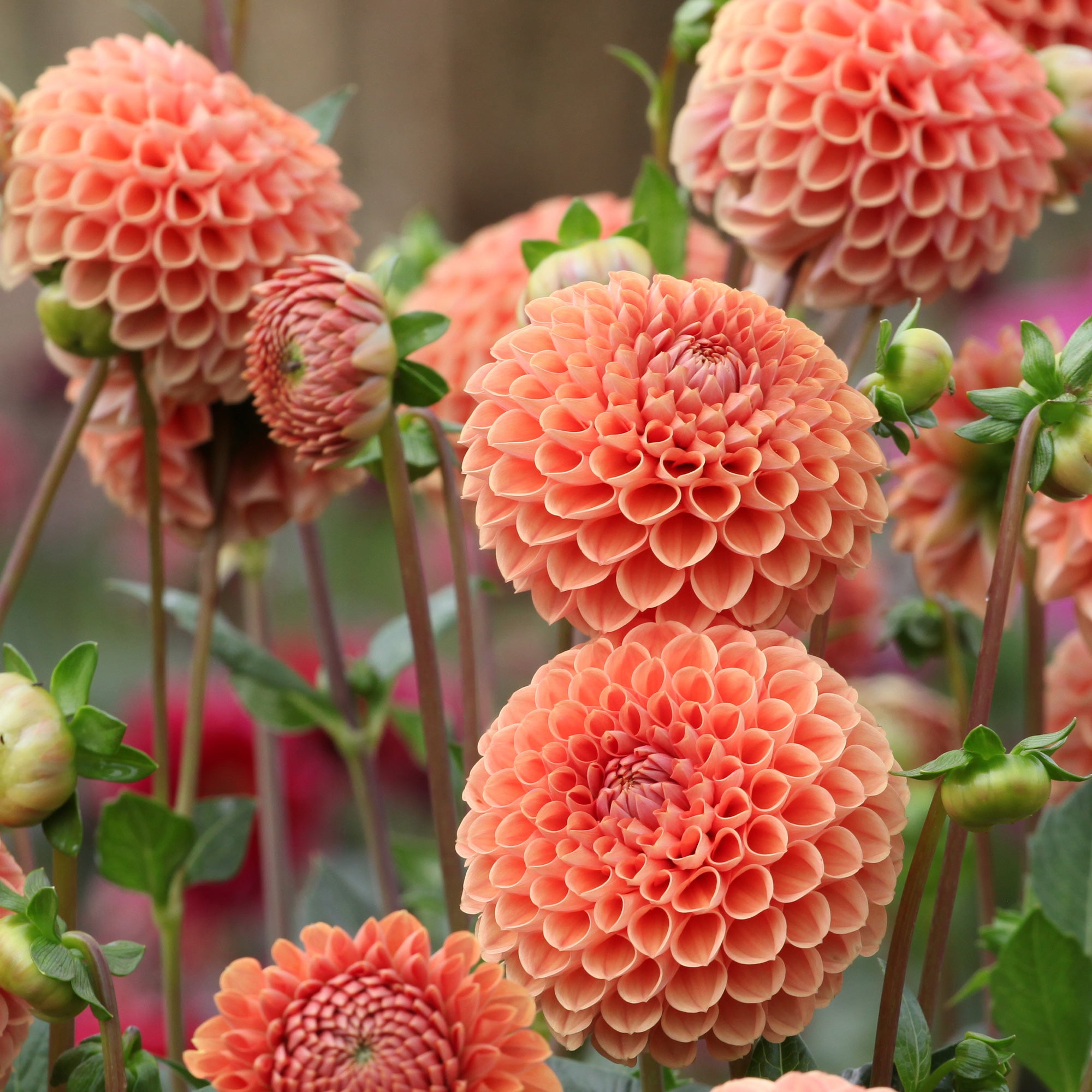 Bakker Bulbes Dahlia Cornel Bronze boule sachet 1 bulbe