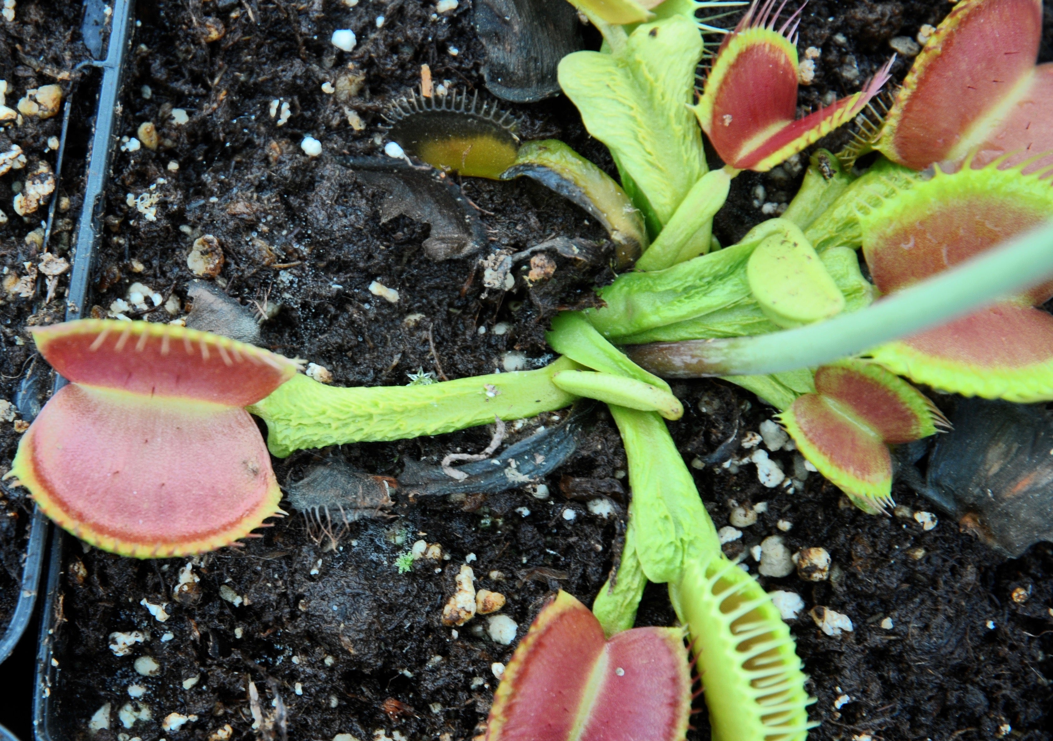 Carniflore Dionaea Schuppenstiel 2 dionée pot 9cm prostrée