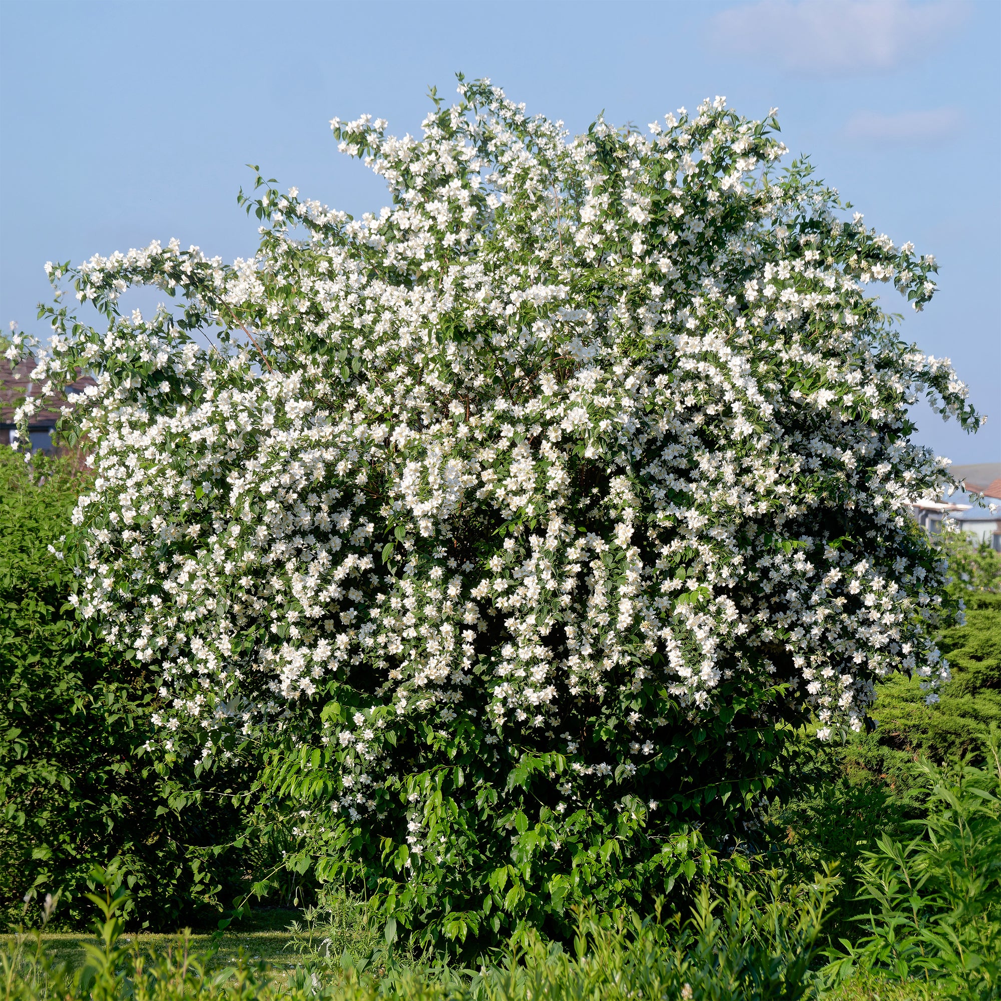 Bakker Arbustes Seringat des jardins pot 4,5L parfumé