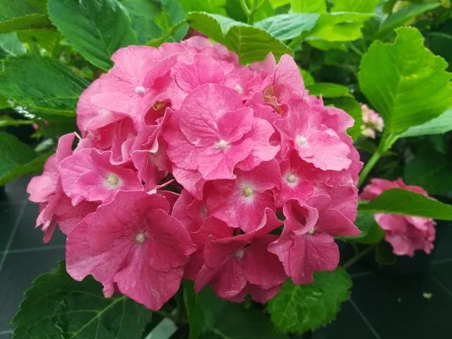 Les Hortensias du Haut Bois Hatfield rose hortensia fleurs rondes