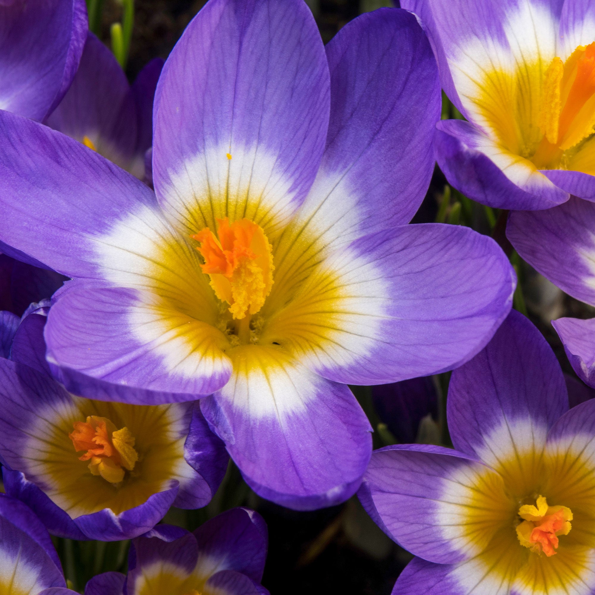 Bakker Bulbes Crocus Tricolor bulbes fleurs sachet 10 tricolore