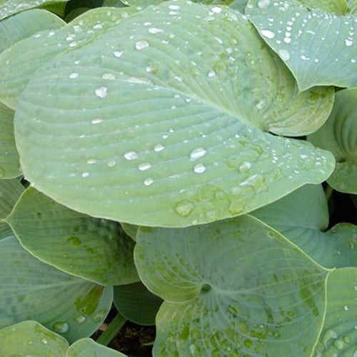 Bakker True Blue hosta vivace pot 9cm feuillage bleu ombre