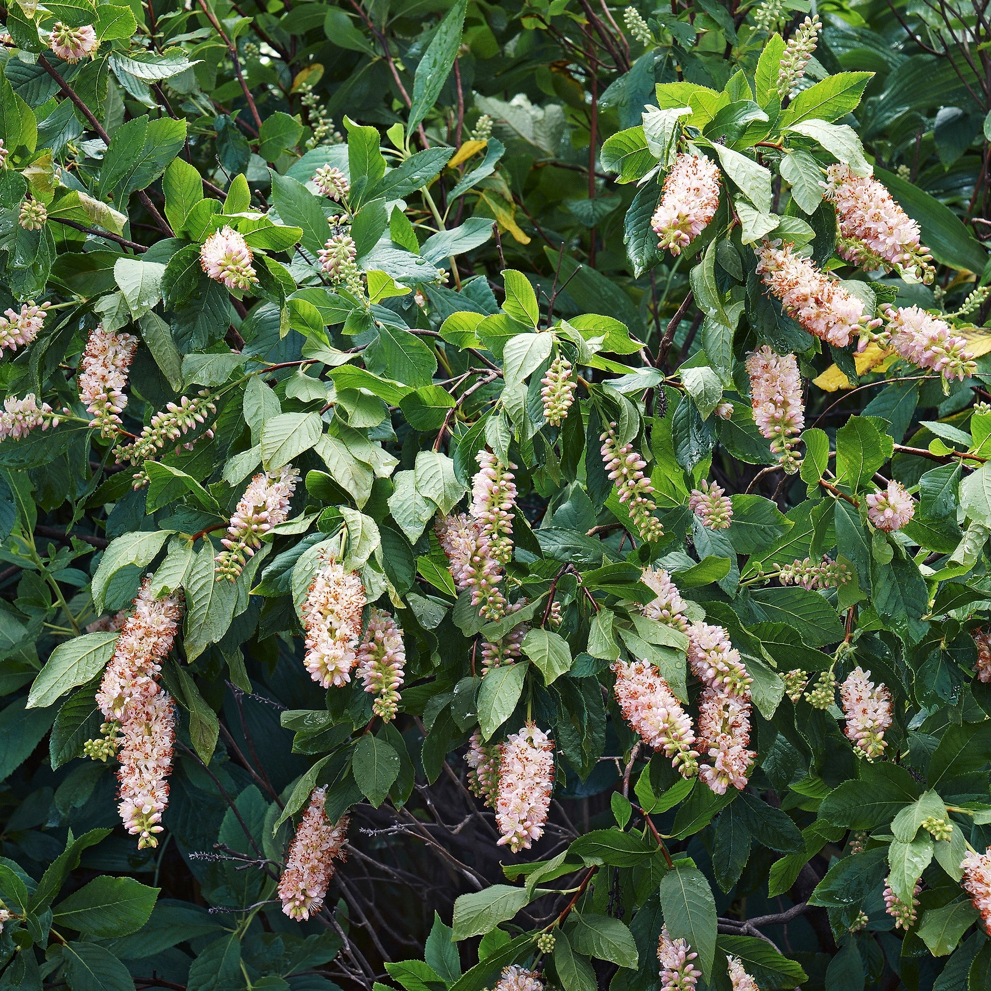 Bakker Clethras à feuilles d'aulne arbuste rose 2 pots 9cm