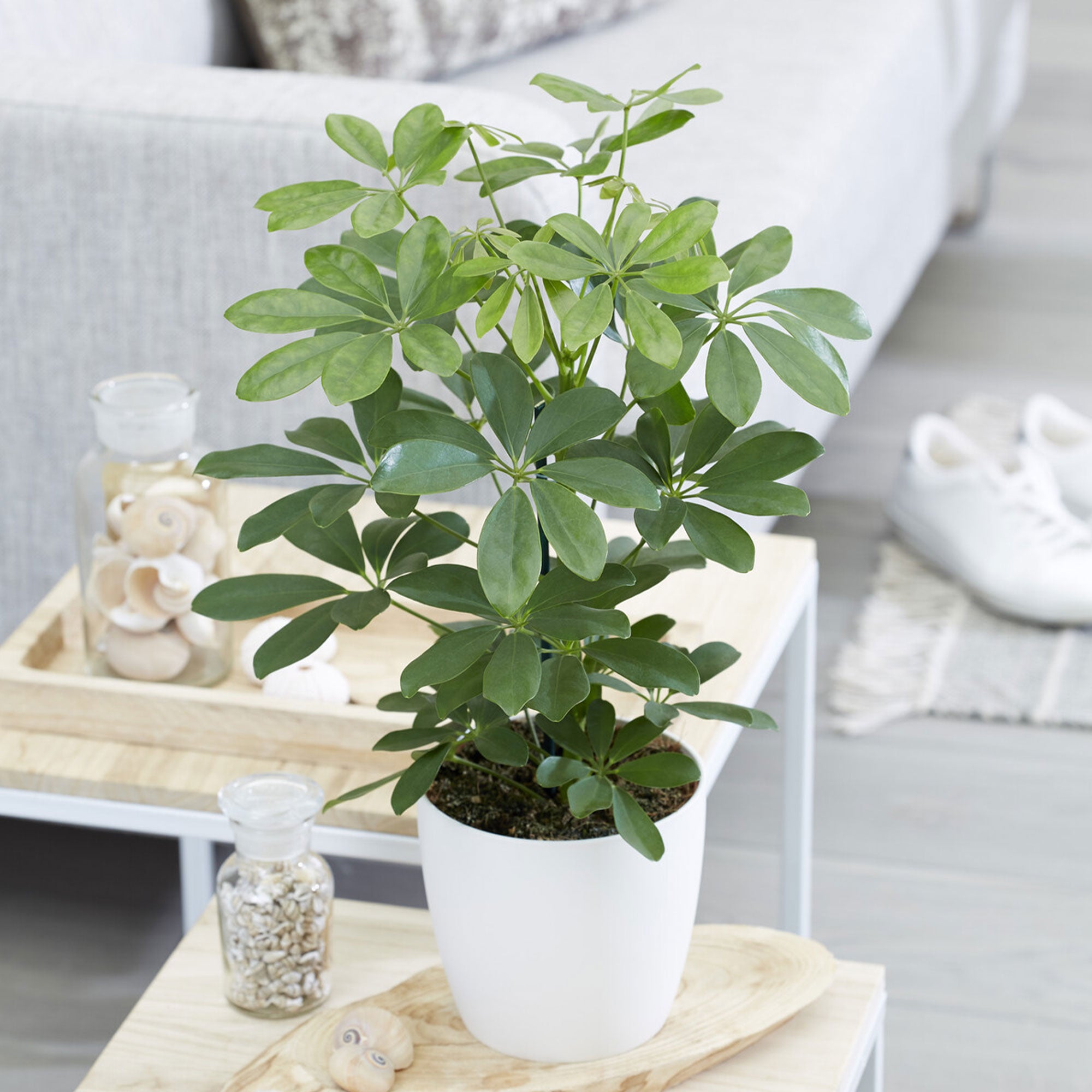 Bakker Schefflera plante d'intérieur pot Ø 12 cm 20 cm vert