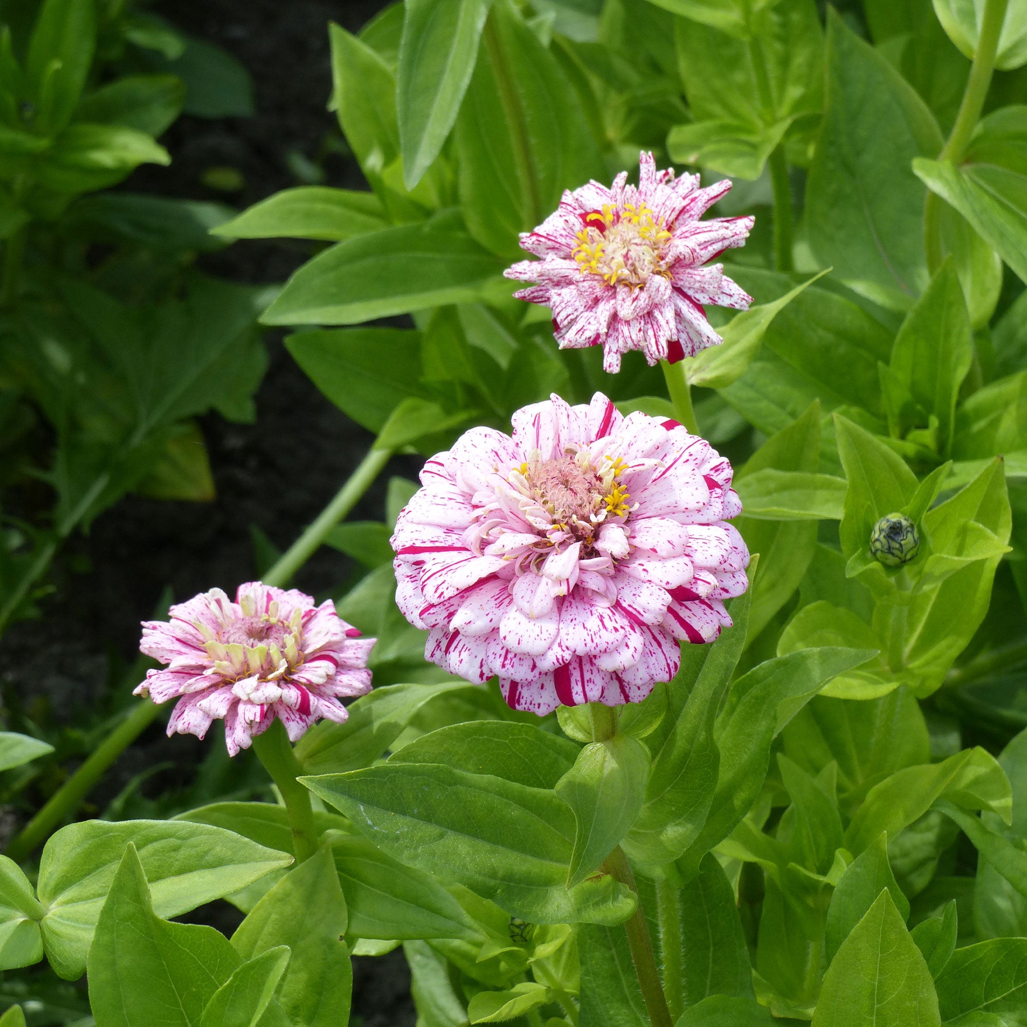 Bakker Zinnia Peppermint Stick sachet 1,5g fleurs coupées