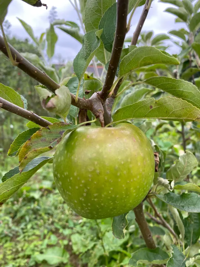 Michel Adam Granny Smith pommier pomme verte