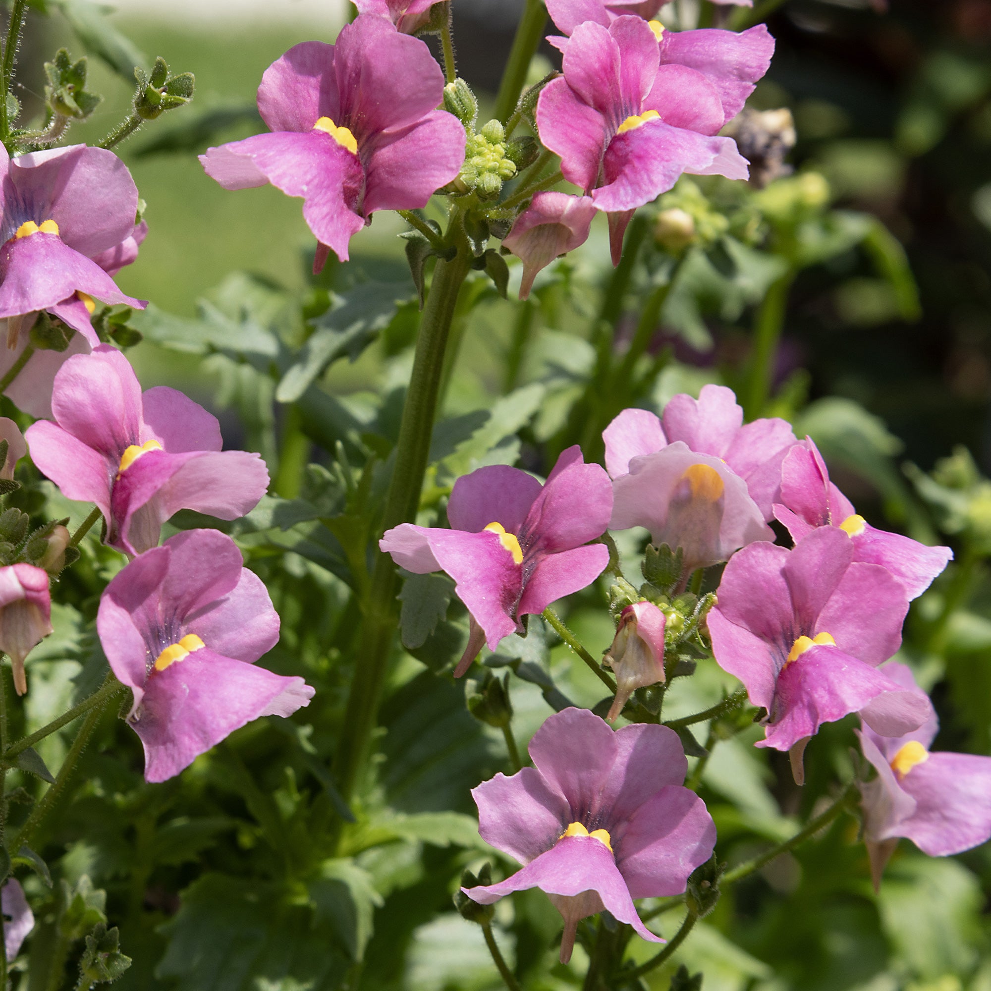 Bakker Némésie rose pot Ø 10,5 cm floraison mai-octobre