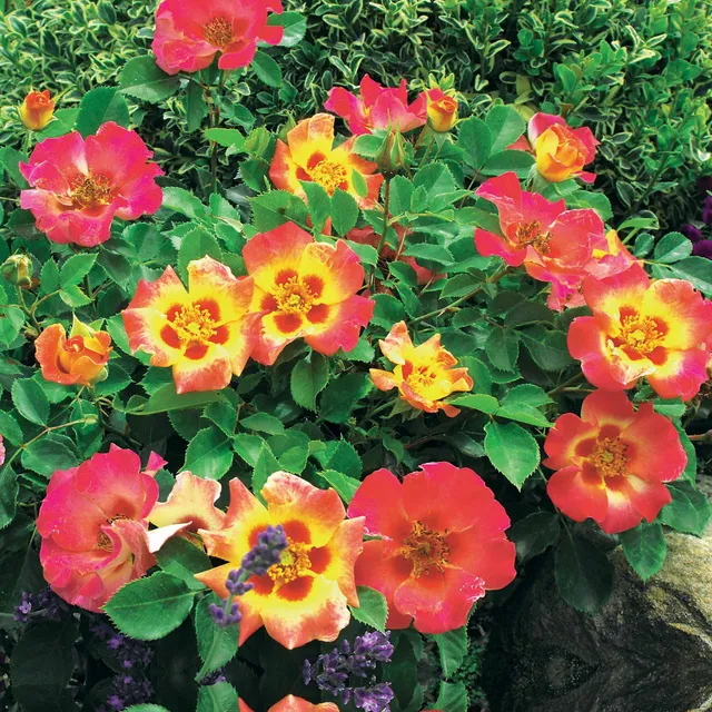 Bakker Rosier Babylon Eyes Sunshine jaune la motte