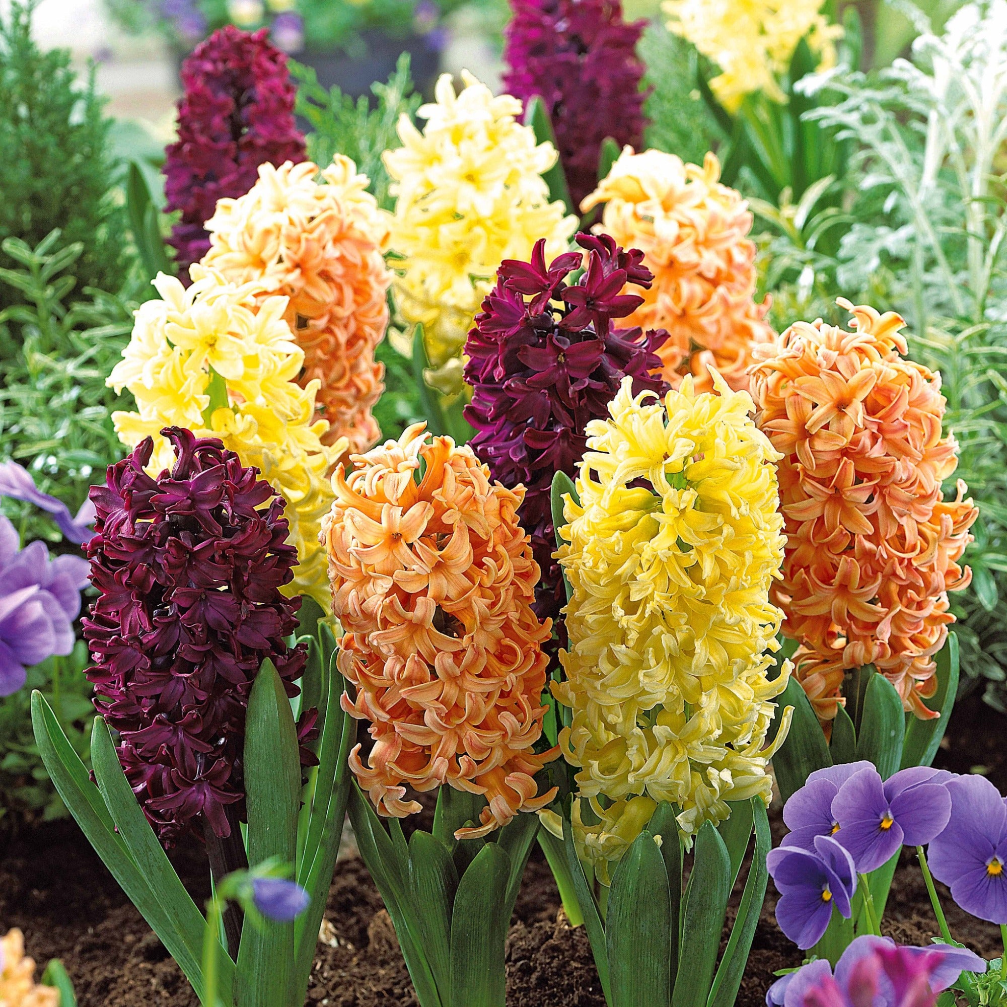 Bakker Jacinthes Collection 9 bulbes 3 couleurs parfum