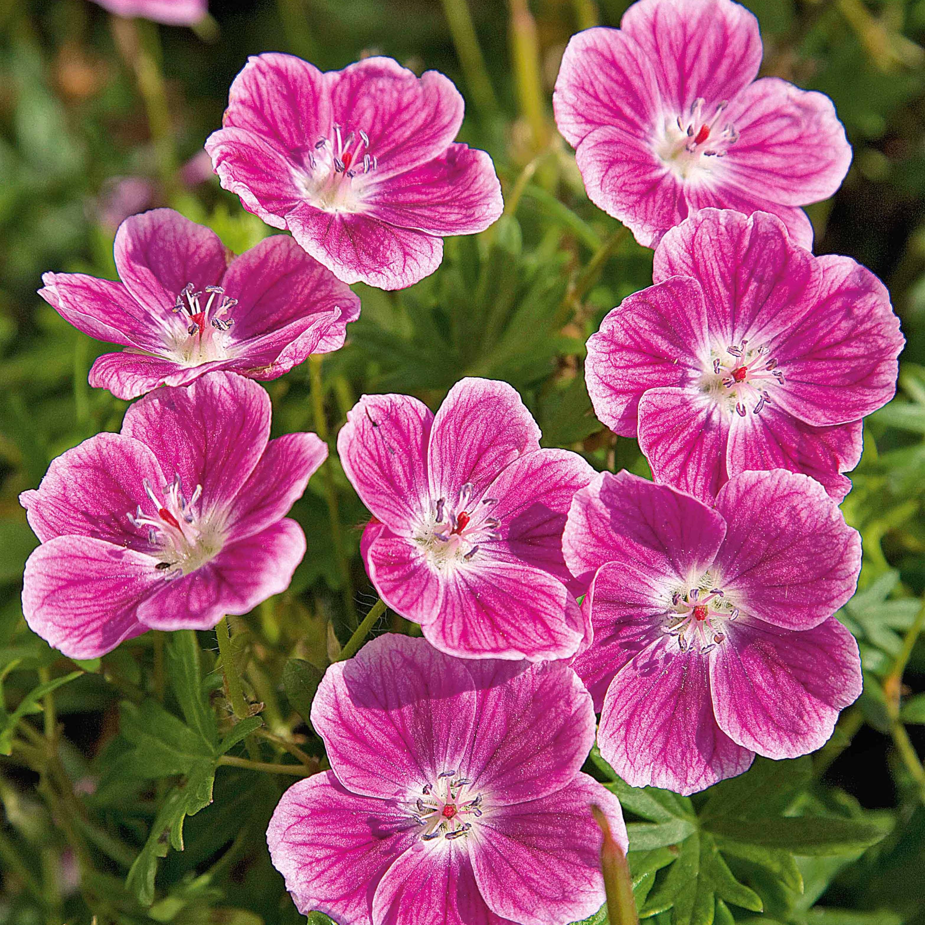 Bakker Géranium Elke vivace couvre-sol racine nue rose