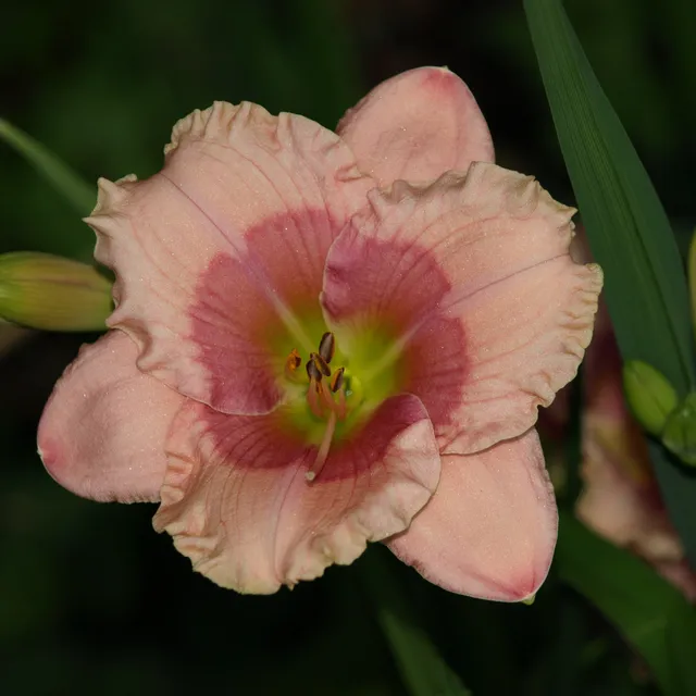 Passion Vivaces Hemerocallis Janice Brown vivace pot 1L rose