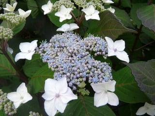 Ramis Pictis Hydrangea serrata hortensia de jardin