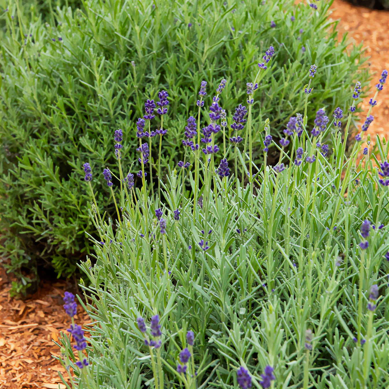 Bakker Lavande Ardèche Lavandula 3 pots Ø10.5cm parfumée