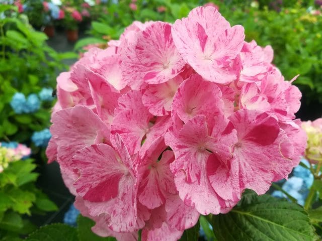 Les Hortensias du Haut Bois Sweet Fantaisy hortensia rondes godet