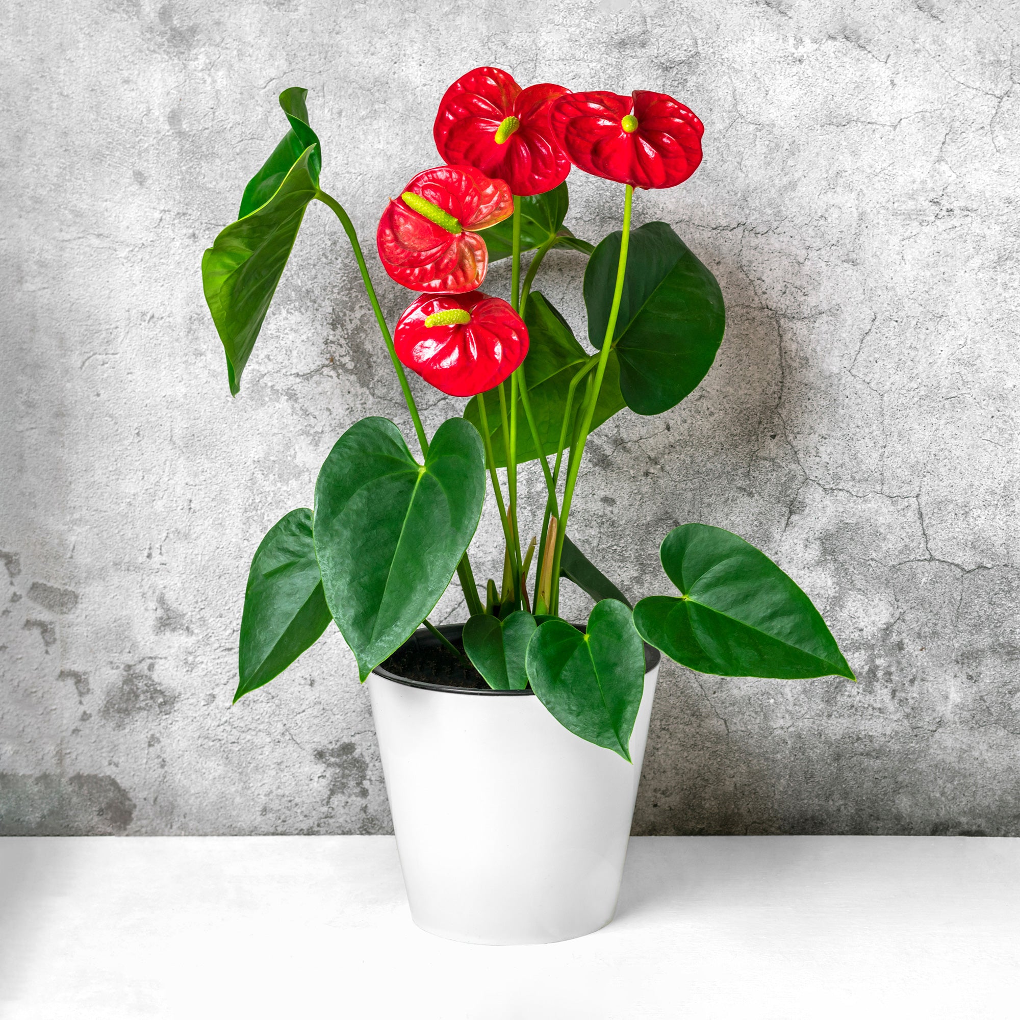 Bakker Anthurium rouge plante fleurie pot 12cm floraison longue
