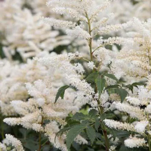 Bakker Astilbe hybride Washington vivace pot Ø9cm blanc