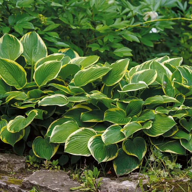 Bakker Hosta Aureomarginata Funkia vivace pot 9cm panaché