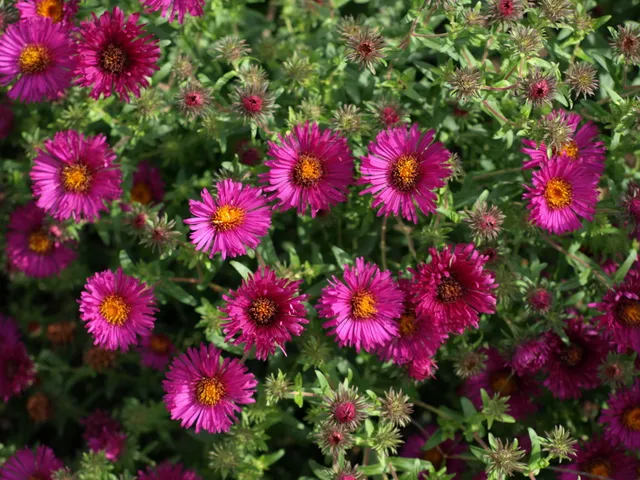 Passion Vivaces Aster novae-angliae Rubinschatz godet carmin