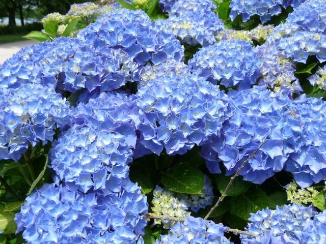 Les Hortensias du Haut Bois Renate Steiniger hortensia boule fleurs rondes
