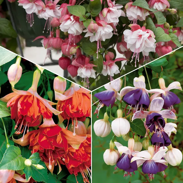 Bakker 6 Fuchsias retombants plante balcon 9cm mélange