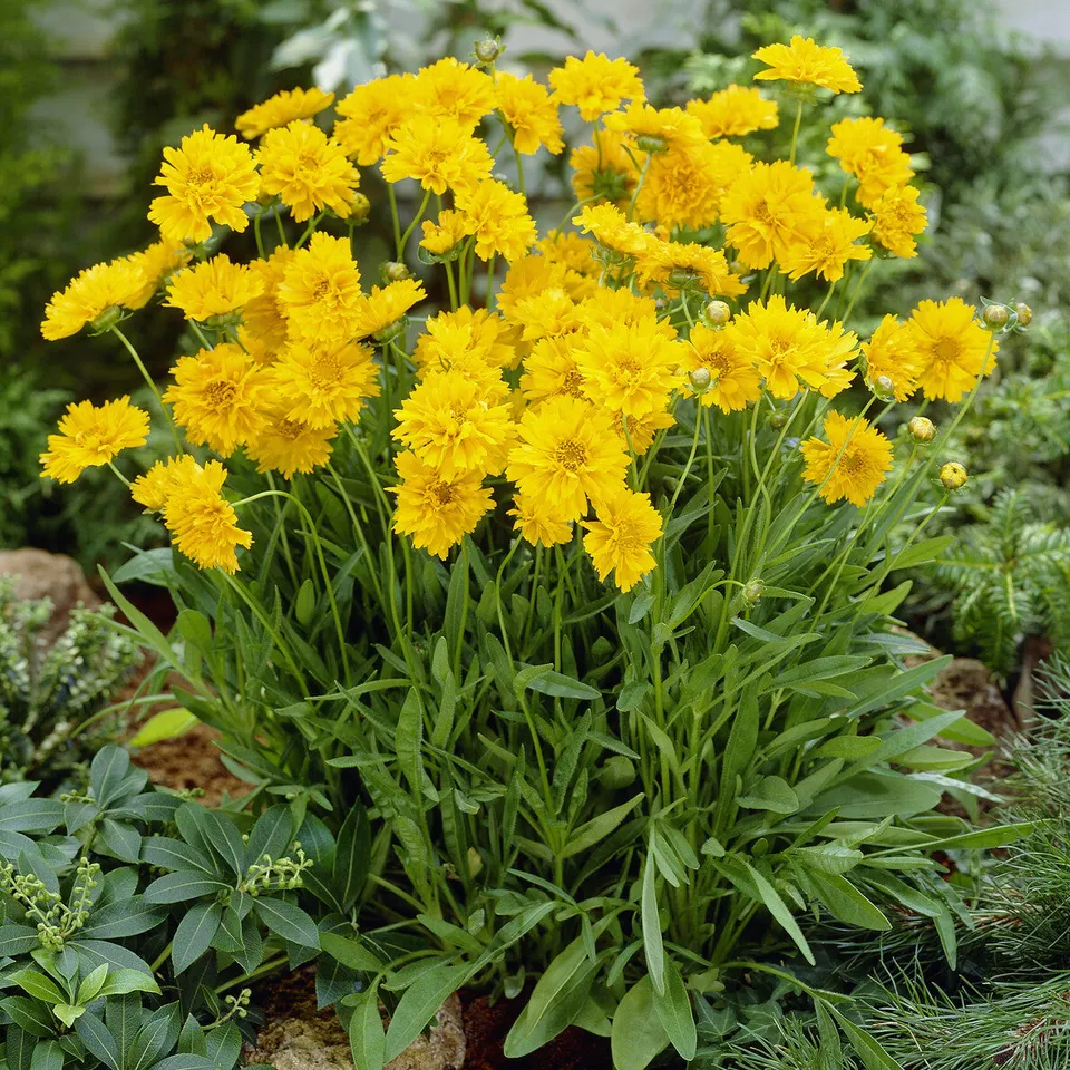 Bakker Plantes vivaces Early Sunrise coréopsis pot 9 cm jaune