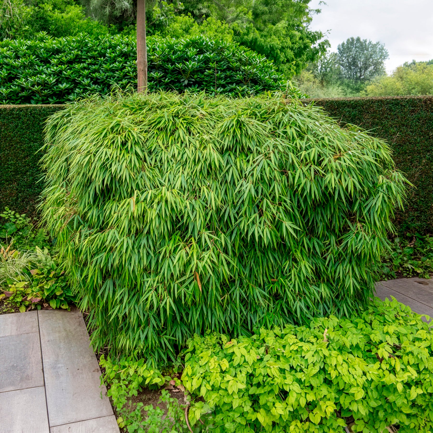 Bakker Fargesia rufa bambou non-traçant pot 2L 40-50cm