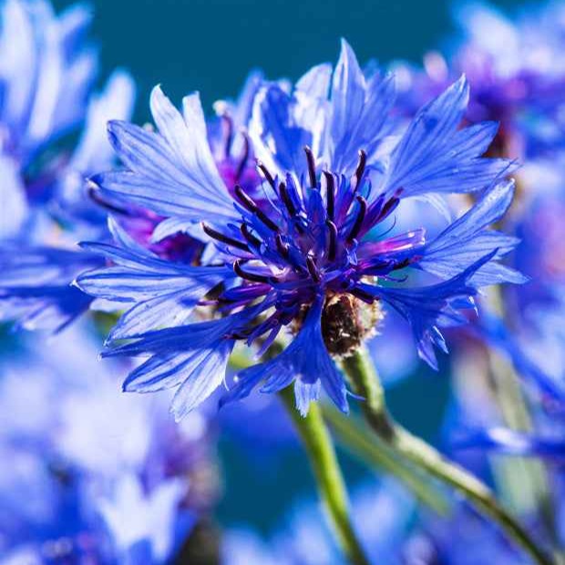 Bakker Potager et Graines Bleuet Blue Boy sachet bleu