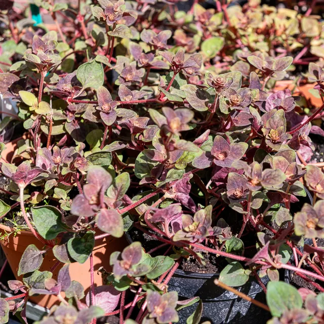Bakker Lysimachia Persian Chocolate couvre-sol pot Ø9cm