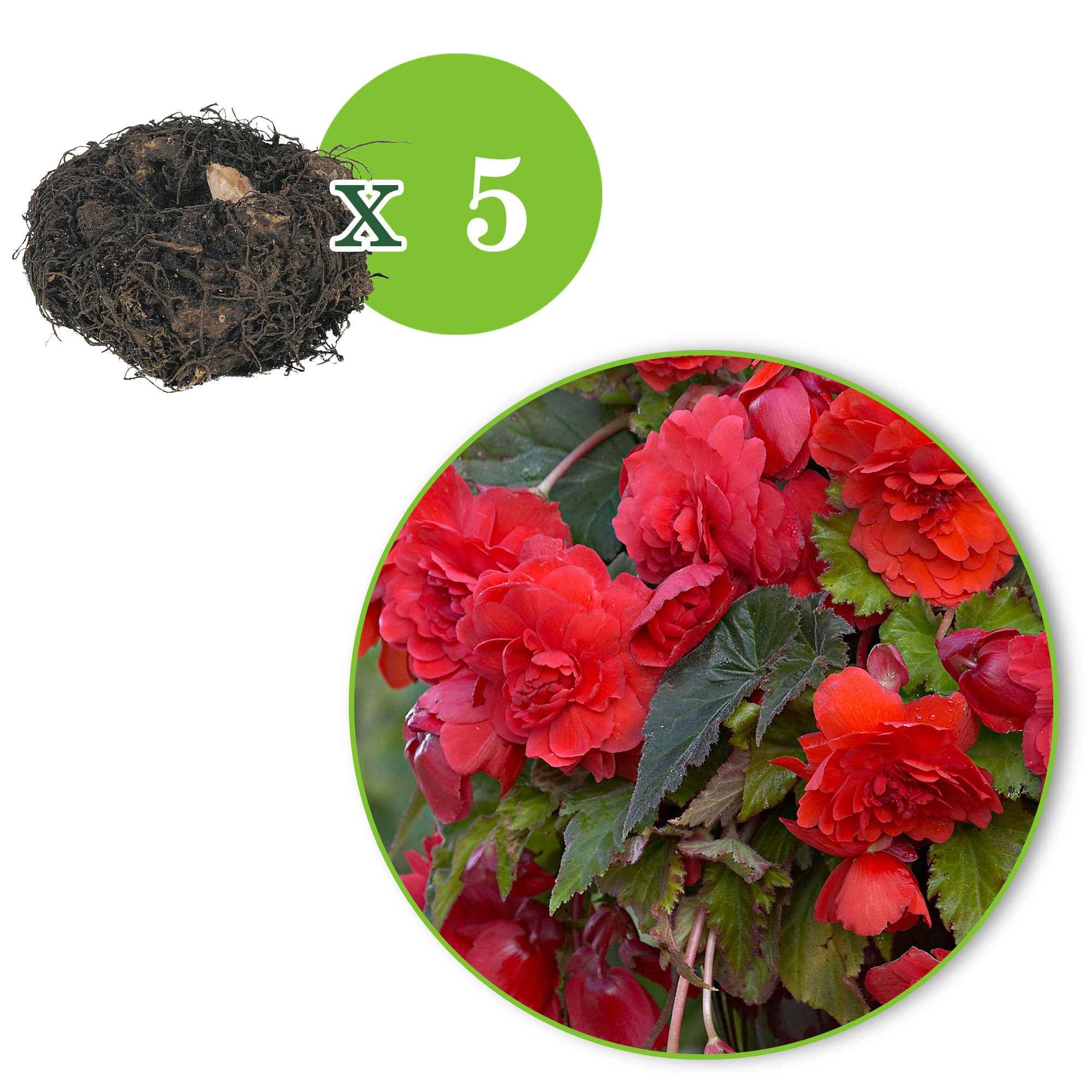 Bakker Bégonia Red Glory bulbe rouge parfumé lot de 5
