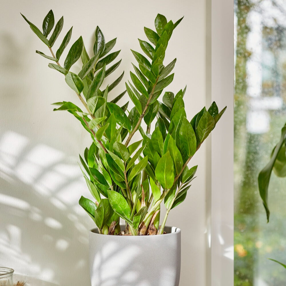 Bakker Zamioculcas plante verte pot 13cm 35cm facile